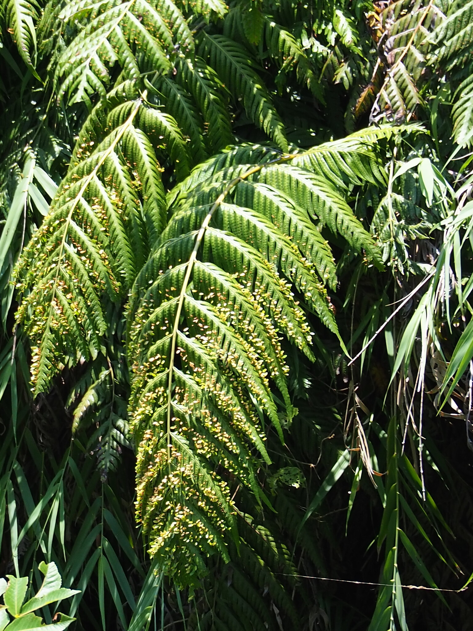 Woodwardia prolifera