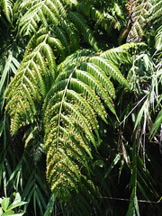 Woodwardia prolifera, photograph author not stated, no rights reserved