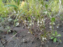 Euphrasia maximowiczii
