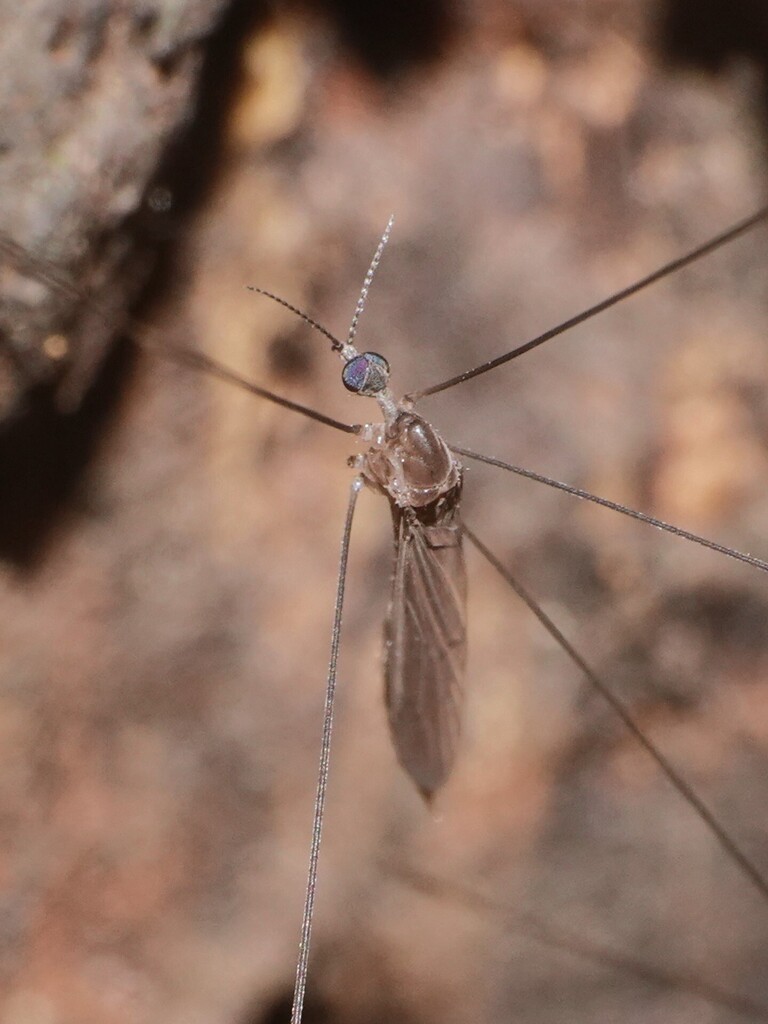 Trentepohlia pennipes