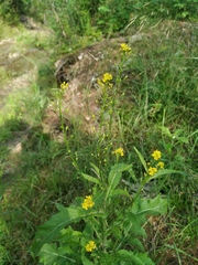 Rorippa barbareifolia