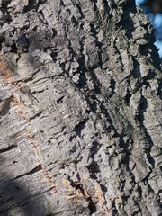 Quercus suber