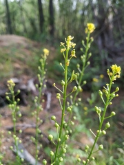Rorippa barbareifolia