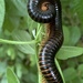 Giant African Millipede - Photo (c) Will, some rights reserved (CC BY-NC), uploaded by Will