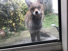Vulpes vulpes