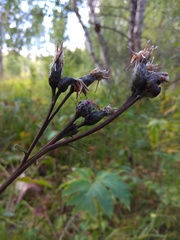 Saussurea controversa