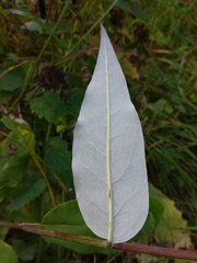 Saussurea controversa