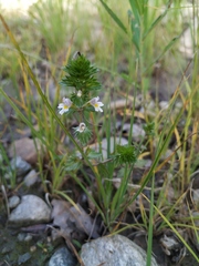 Euphrasia maximowiczii