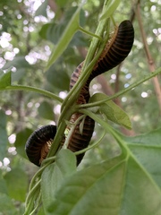 Archispirostreptus gigas