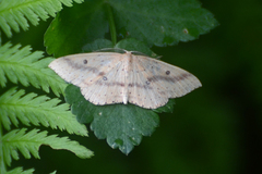 Cyclophora maderensis