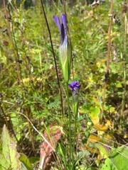 Gentianopsis barbata
