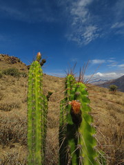 Corryocactus brevistylus