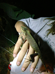 Bronchocela jubata