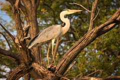 Ardea cinerea