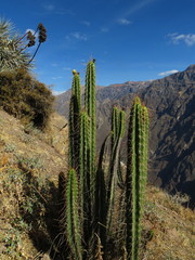 Corryocactus brevistylus