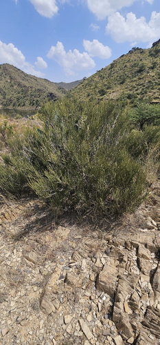 Ephedra pachyclada (Ephedra pachyclada)