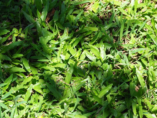broadleaf carpetgrass (Axonopus compressus)