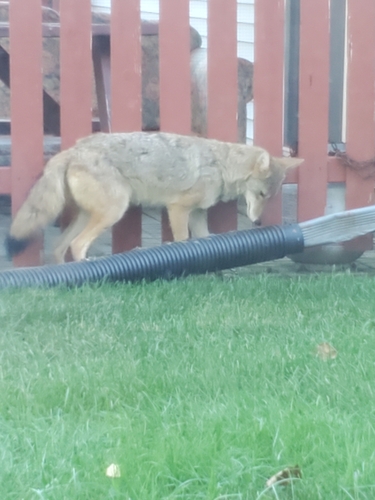 Coyote photographed in Wisconsin