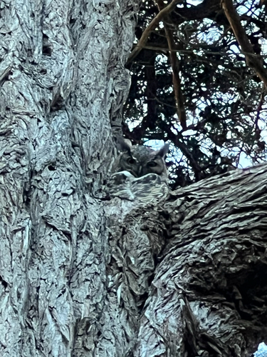 View observation of {o.common_name} on iNaturalist