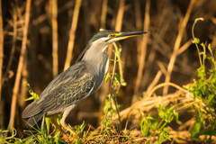Butorides striata atricapilla