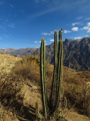 Corryocactus brevistylus