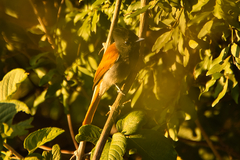 Terpsiphone viridis plumbeiceps