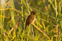 Pycnonotus barbatus tricolor