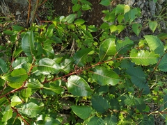 Salix cardiophylla