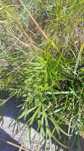 Greater Pasqueflower
