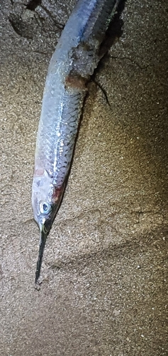 Hyporhamphus limbatus observed 2025-09-26