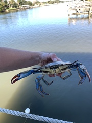 Callinectes sapidus