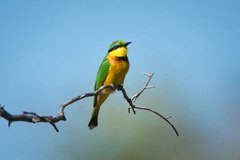 Merops pusillus argutus