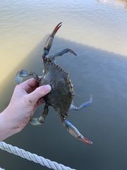 Callinectes sapidus