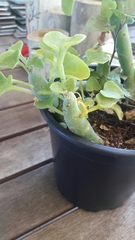 Baculellum articulatum