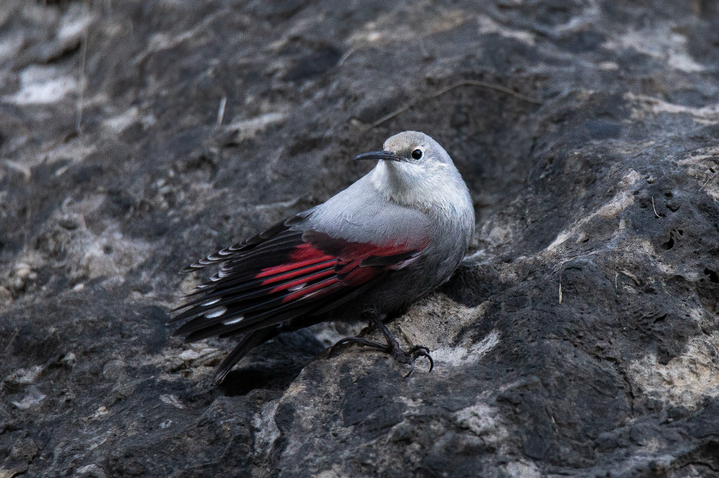 Wallcreeper (Tichodroma muraria)