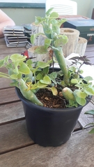 Baculellum articulatum