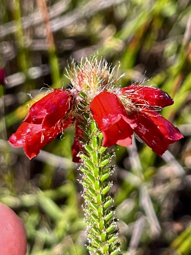 Erica cunoniensis
