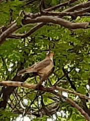 Mimus saturninus