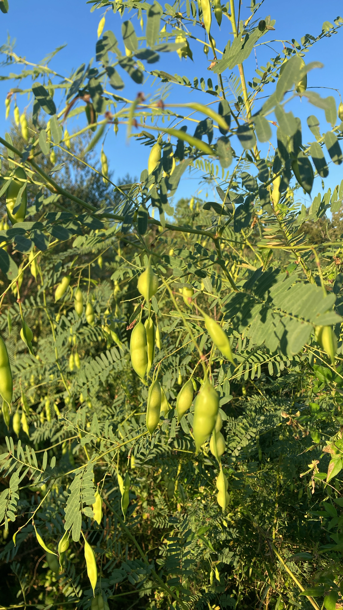 Sesbania vesicaria