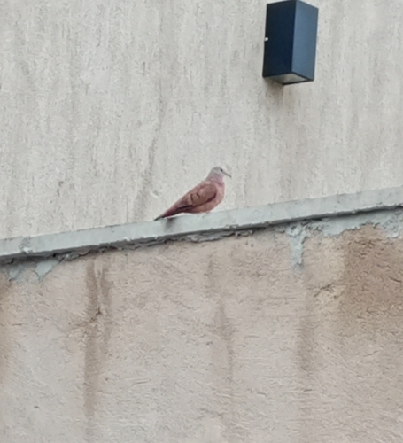 Columbina talpacoti talpacoti