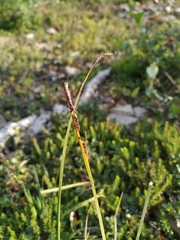 Carex rigidioides
