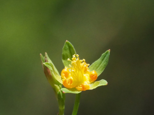 Hypericum japonicum (Hypericum japonicum)