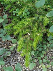 Picea jezoensis jezoensis