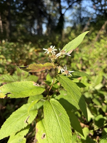 Forked Aster (Eurybia furcata)