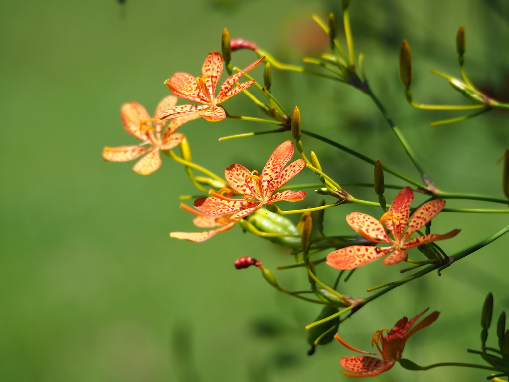 Leopard flower (Iris domestica)