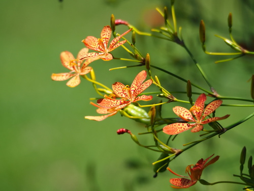 Iris domestica
