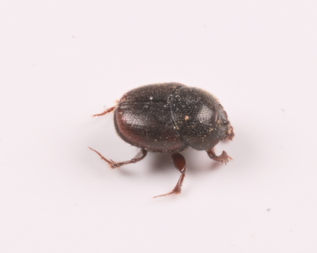 Caccobius unicornis from 中国江苏省扬州市宝应县 on September 14, 2025 at 04:00 PM ...