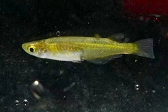 Chinese Rice Fish photo 4