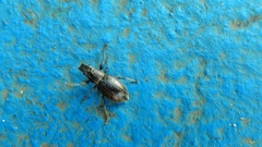 Naupactus tremolerasi