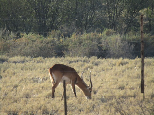 Lechwe